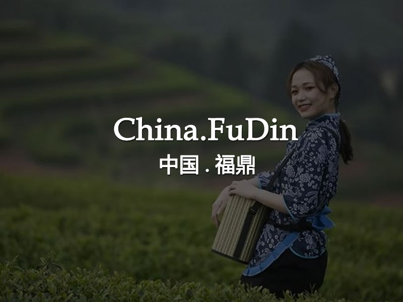 Tea master in fuding teaching foreigners