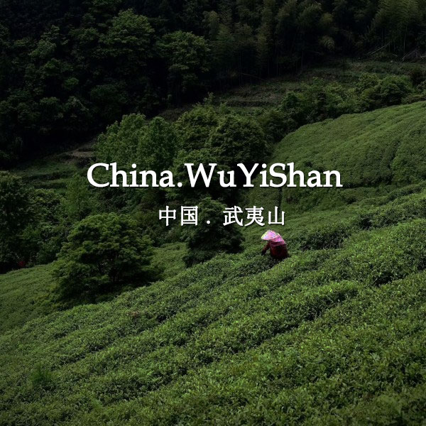 Tea master in wuyishan teaching foreigners