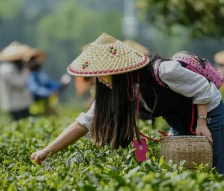 Traveler picking tea leaves with locals in Hangzhou