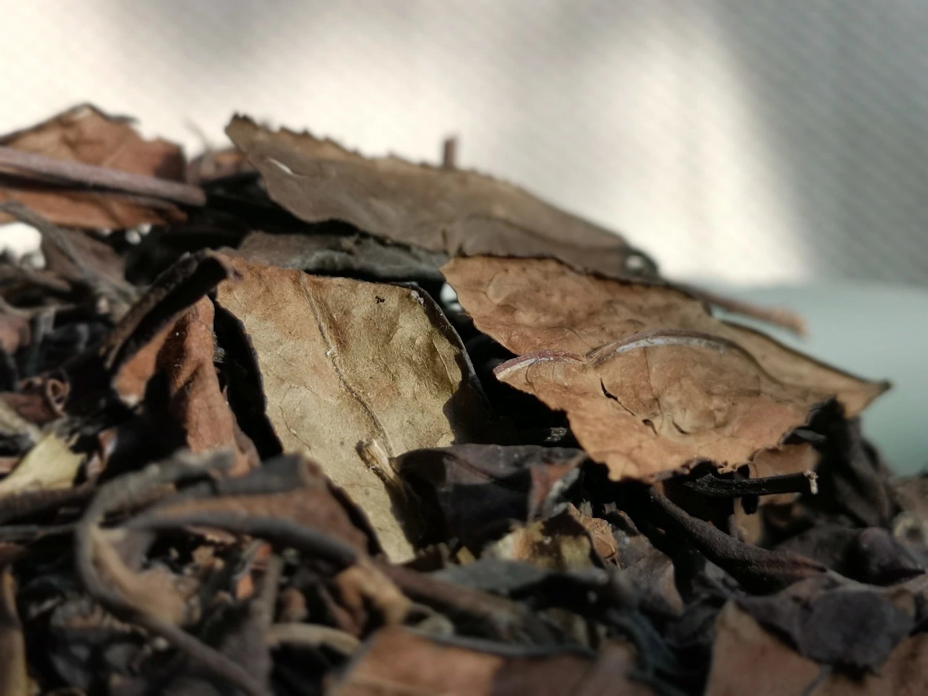 老茶 15 70年代 01 (2)